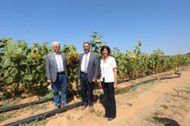 PAÜ’nün Yerli Üretim Ayçiçekleri İlk Mahsülünü Verdi