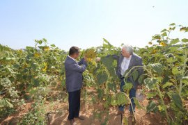 PAÜ’nün Yerli Üretim Ayçiçekleri İlk Mahsülünü Verdi