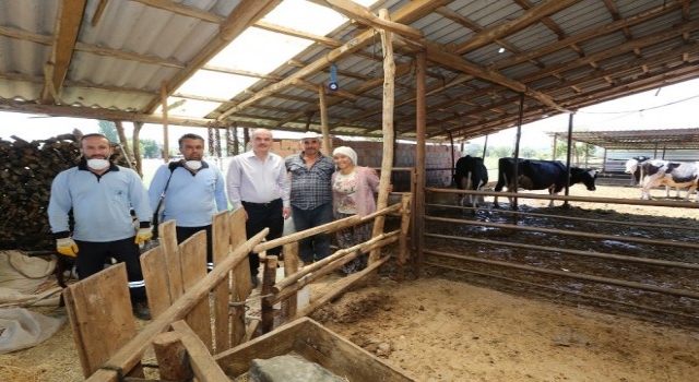 Pamukkalede Sinek Ve Haşere İle Mücadele Aralıksız Sürüyor