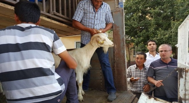 Genç Çiftçi Proje Desteklemesi Kapsamında Küçükbaş Hayvan Dağıtımı Başladı