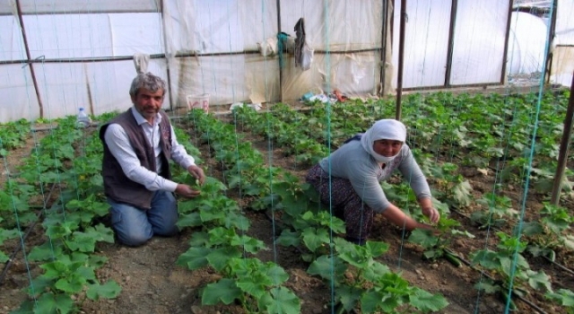 “Dereköy Hıyarı”Nın Hasadı Başladı