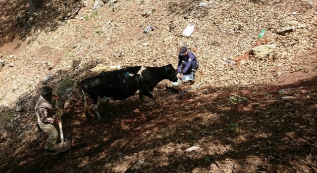 İnek Kurtarma Operasyonu Devam Ediyor