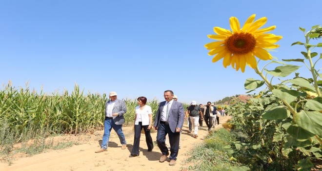 PAÜ’nün Yerli Üretim Ayçiçekleri İlk Mahsülünü Verdi